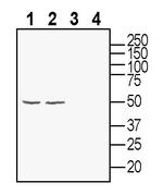 Glycine Receptor alpha 3 Polyclonal Antibody
