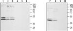GALR2 Antibody in Western Blot (WB)
