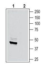 Secretin Receptor (extracellular) Antibody in Western Blot (WB)