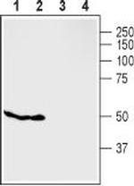 GPR119 Polyclonal Antibody