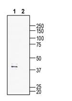 GPR132 (extracellular) Antibody in Western Blot (WB)