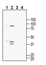 GPR132 (extracellular) Polyclonal Antibody