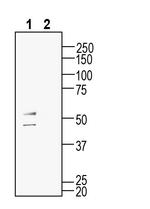 GPR132 (extracellular) Antibody in Western Blot (WB)