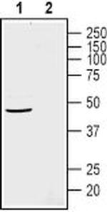 GPR4 (extracellular) Antibody in Western Blot (WB)