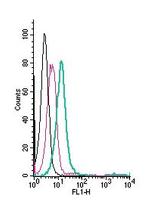 GPR4 (extracellular) Polyclonal Antibody, FITC