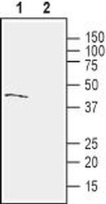 GPR68 (OGR1) (extracellular) Antibody in Western Blot (WB)