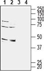 GPR65 (TDAG8) (extracellular) Antibody in Western Blot (WB)