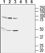 GPR65 (TDAG8) (extracellular) Antibody in Western Blot (WB)