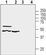 GPR39 (extracellular) Polyclonal Antibody