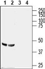 GPR56 (extracellular) Antibody in Western Blot (WB)