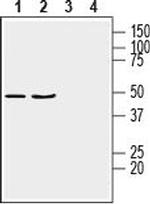 GPR17 Antibody in Western Blot (WB)