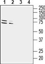 GPR37 (extracellular) Polyclonal Antibody