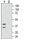 GPR35 (extracellular) Antibody in Western Blot (WB)