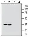 GPR35 (extracellular) Antibody in Western Blot (WB)