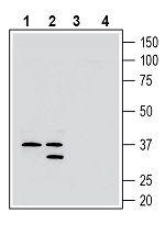 GPR171 (extracellular) Antibody in Western Blot (WB)