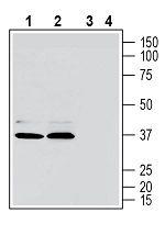 GPR171 (extracellular) Polyclonal Antibody