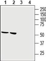 GPR34 (extracellular) Antibody in Western Blot (WB)