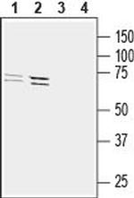 GPR34 (extracellular) Antibody in Western Blot (WB)