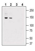 GPR126/ADGRG6 (extracellular) Antibody in Western Blot (WB)