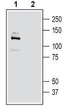 GPR126/ADGRG6 (extracellular) Antibody in Western Blot (WB)