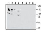GPR126/ADGRG6 (extracellular) Antibody in Western Blot (WB)