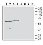 GPR174 (extracellular) Polyclonal Antibody