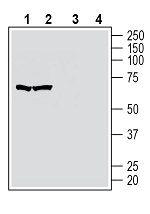 GPR174 (extracellular) Antibody in Western Blot (WB)