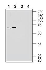 GPR50 Polyclonal Antibody