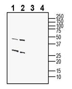 GPR12 (extracellular) Antibody in Western Blot (WB)