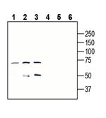 GPR18 (extracellular) Antibody in Western Blot (WB)