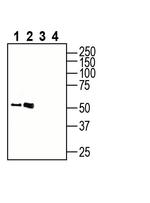 GPR18 (extracellular) Antibody in Western Blot (WB)