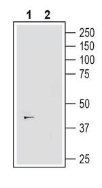 GPR139 Antibody in Western Blot (WB)