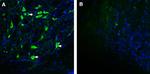 GPRC5B Antibody in Immunohistochemistry (Frozen) (IHC (F))