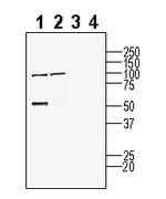 GPRC5B Antibody in Western Blot (WB)
