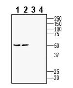 GPRC5B Antibody in Western Blot (WB)