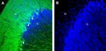GPR158 Antibody in Immunohistochemistry (Frozen) (IHC (F))