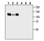 GPR158 Antibody in Western Blot (WB)