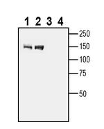 GPR158 Antibody in Western Blot (WB)