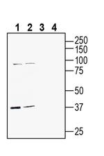 GPR142 (extracellular) Antibody in Western Blot (WB)