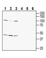 GPR142 (extracellular) Antibody in Western Blot (WB)