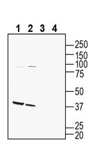 GPR142 (extracellular) Antibody in Western Blot (WB)