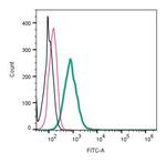 GPR142 (extracellular) Antibody in Flow Cytometry (Flow)