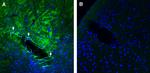 GPR143 Antibody in Immunohistochemistry (Frozen) (IHC (F))