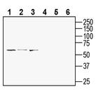 GPR108 (extracellular) Antibody in Western Blot (WB)