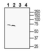 GPR108 (extracellular) Antibody in Western Blot (WB)