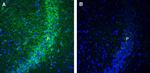 GPR160 Antibody in Immunohistochemistry (Frozen) (IHC (F))