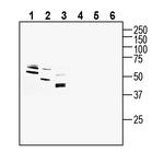 GPR160 Antibody in Western Blot (WB)