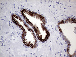 AGR2 Antibody in Immunohistochemistry (Paraffin) (IHC (P))