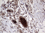 AGR2 Antibody in Immunohistochemistry (Paraffin) (IHC (P))