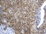AGR2 Antibody in Immunohistochemistry (Paraffin) (IHC (P))